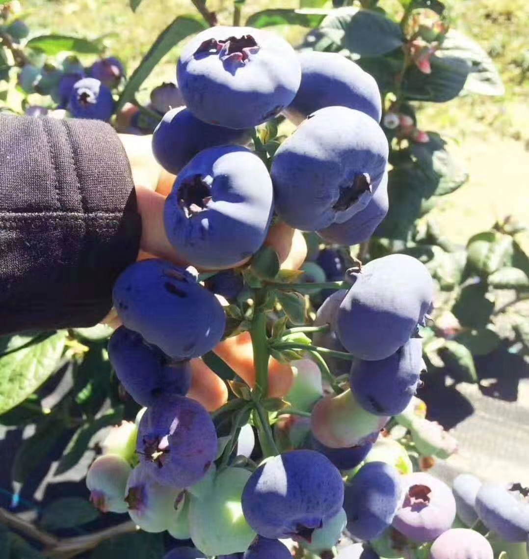 泰安H5蓝莓树苗批发价格 大果蓝金蓝莓苗基地 薄雾蓝莓苗