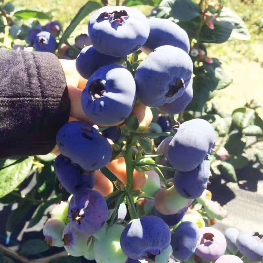 泰安H5蓝莓树苗批发价格 大果蓝金蓝莓苗基地 薄雾蓝莓苗