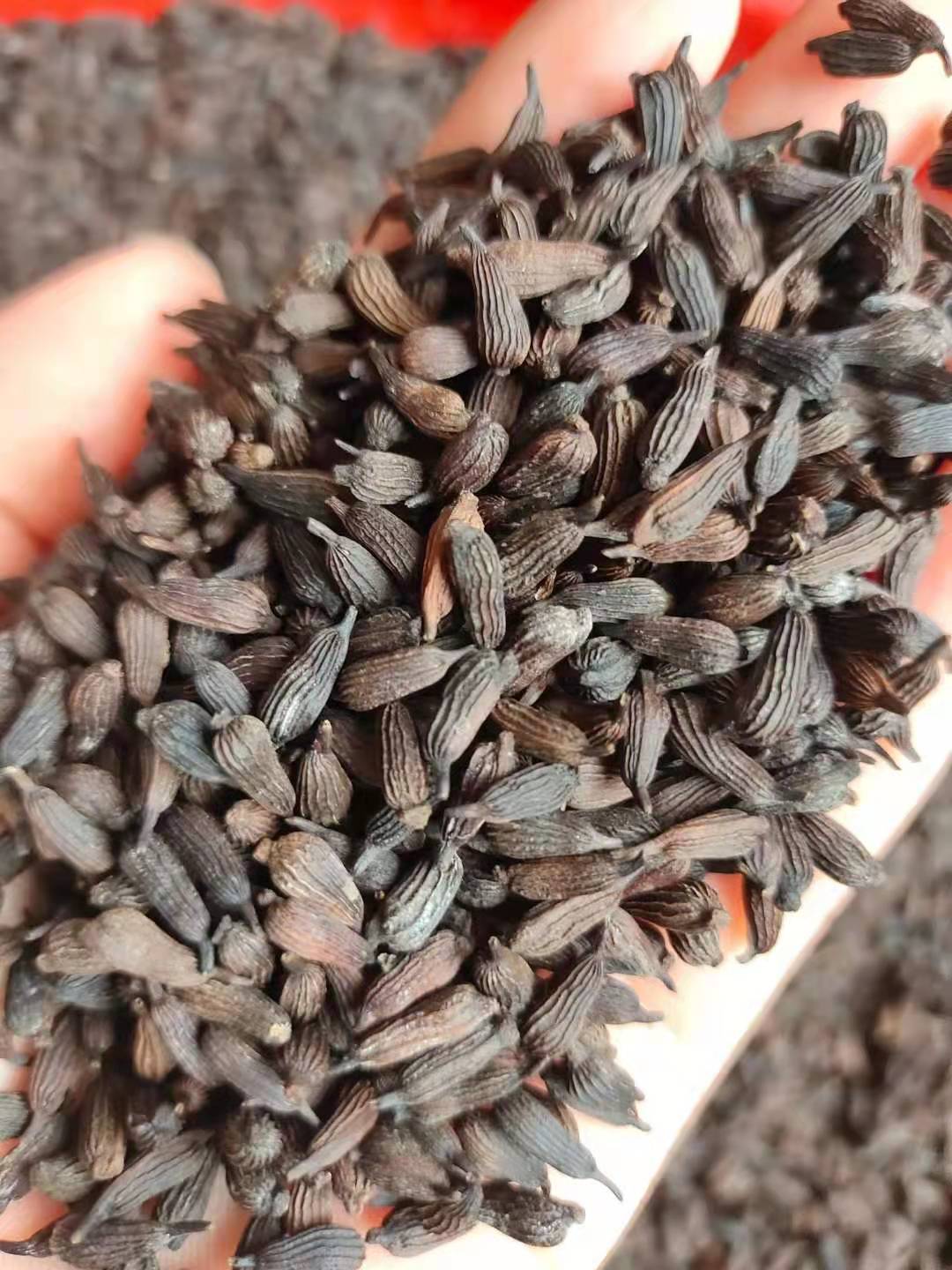 百部种子 对叶直立红花百部种子包技术
