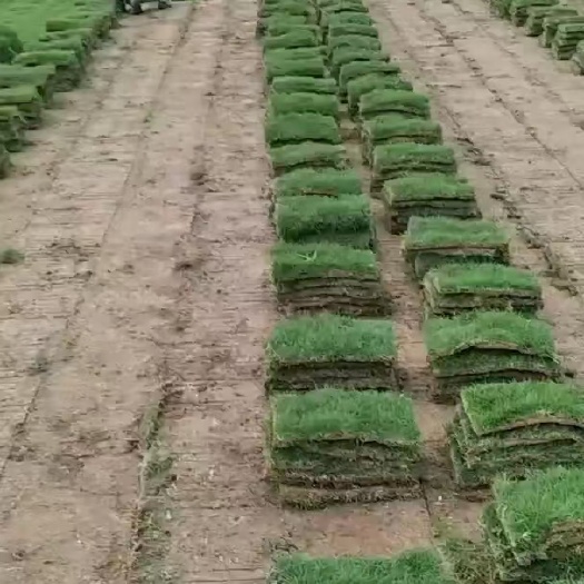  百慕大草皮 马尼拉草皮 混播草皮 四季青草皮草坪直销