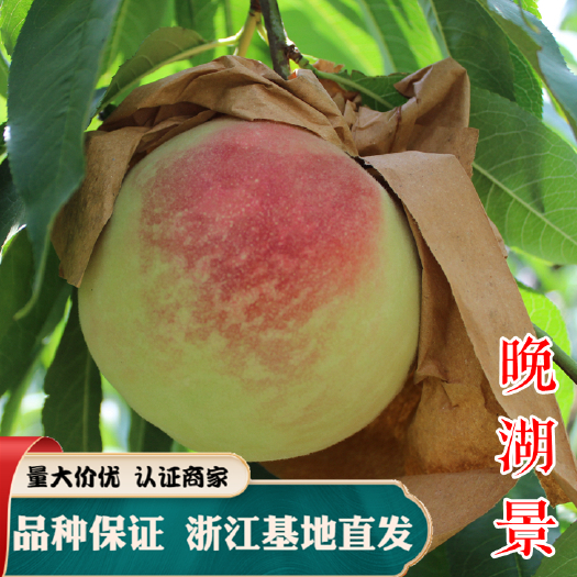 嵊州市晚湖景桃树苗 中晚熟品种 阳山水蜜桃