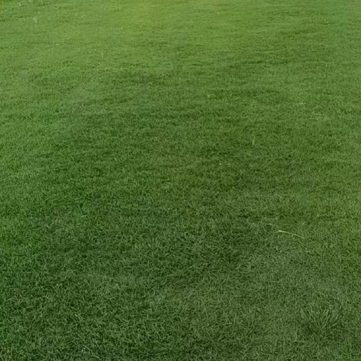 定远县 百慕大草坪草皮批发