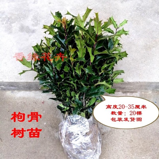 潢川县无刺枸骨  枸骨树苗元宝刺老虎刺八角刺辟邪有刺枸骨树苗猫儿刺鸟不宿吉祥树