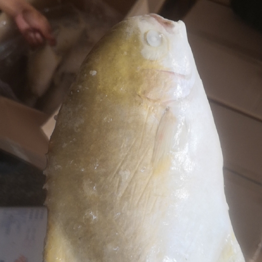 合浦县深海金鲳鱼200/300克，鱼身金黄，重量均匀，量大从优