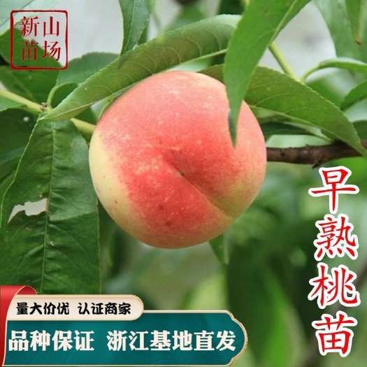 水蜜桃苗  早熟桃树苗 五月桃 嫁接树苗 脆蜜桃子苗