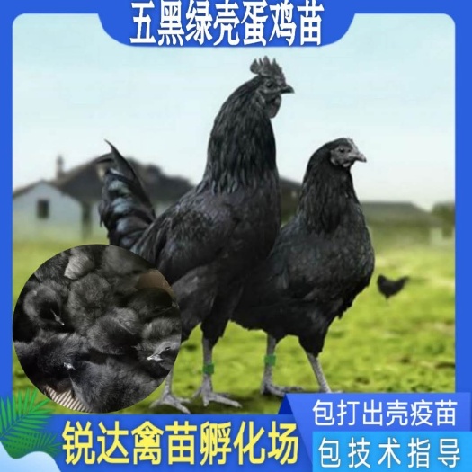 南宁蛋鸡苗  五黑绿壳鸡苗打好疫苗
