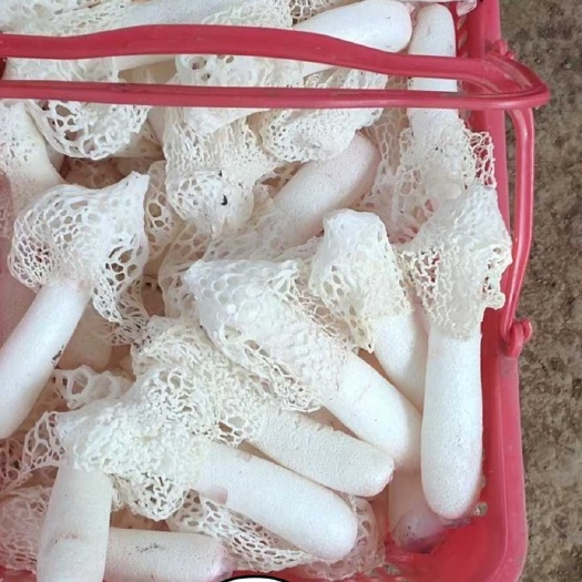 贵阳织金竹荪 贵州特产直供，老兵企业不玩套路！