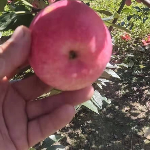  美八苹果