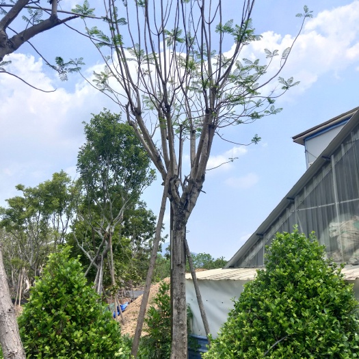 漳州18公分蓝花楹