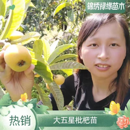 苍溪县大五星枇杷苗  大五星枇杷嫁接苗，保湿发货