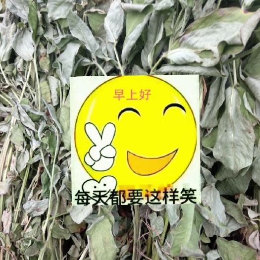 潍坊 花生秧   花生根