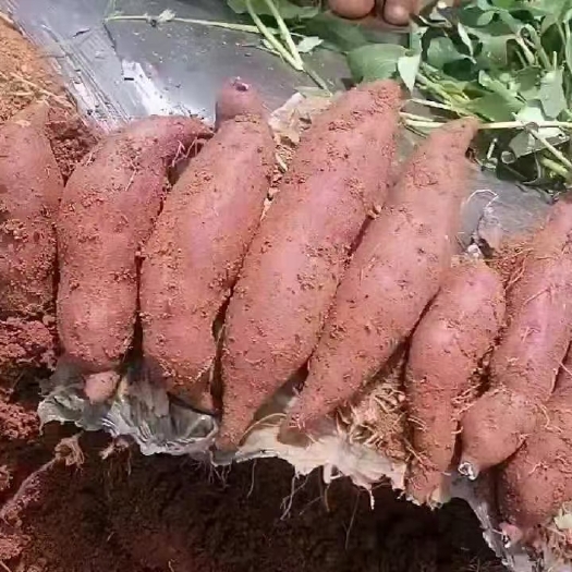 建水县紫罗兰紫薯  紫薯    红薯