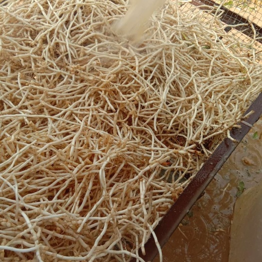惠州鱼腥草根