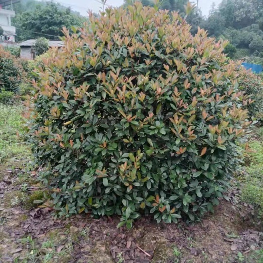 重庆市红叶石楠球