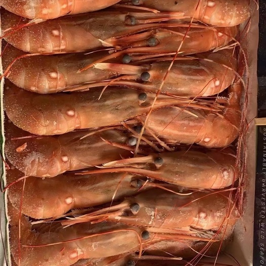 大连腌虾  加拿大牡丹虾