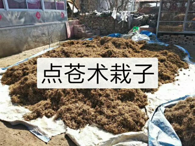 苍术种苗