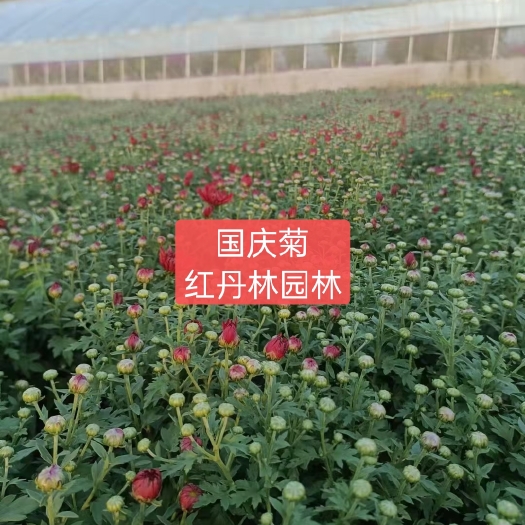 青州市 国庆菊  菊花 租摆用菊花