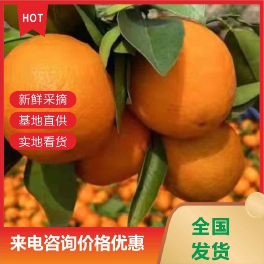 澧县脐橙色泽艳丽汁水充足回味无穷！