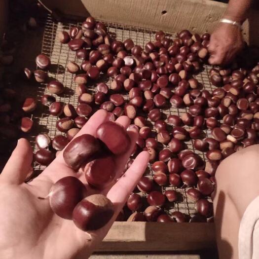 莒南县油栗  三十年老树板栗