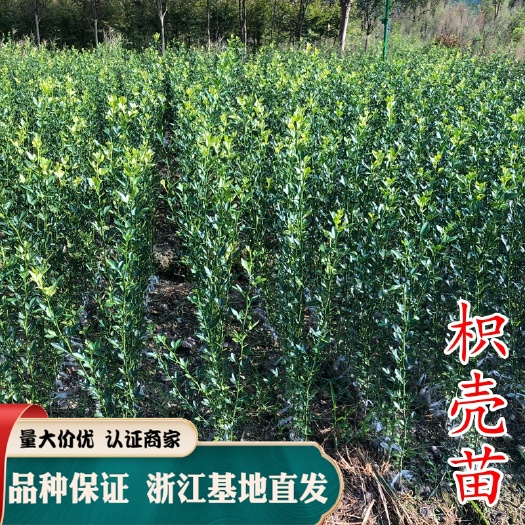 嵊州市枳壳苗  砧木苗 嫁接柑橘砧木 品质优
