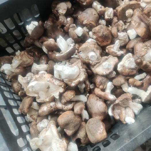 张北县 坝上口蘑，纯野生树蘑菇，味道鲜美肉质紧实新鲜采摘