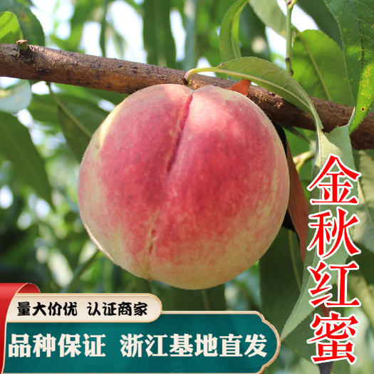 嵊州市金秋红蜜桃苗 晚熟优质水蜜桃冬桃，耐运输
