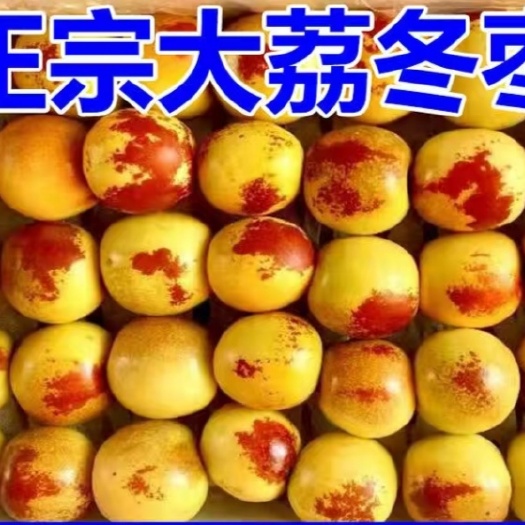 又甜又脆的陕西大荔冬枣现摘现卖新鲜口感好