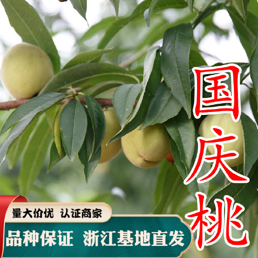 嵊州市水蜜桃苗 国庆桃苗 中华寿桃树嫁接苗冬桃苗特大晚熟桃苗