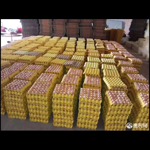广元粉壳蛋  养殖场直出！红心大码蛋   23kg以上！净重