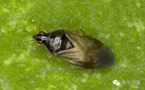 北京生物防治虫 小花蝽防治果、蔬、园艺、作物上的蓟马，蚜虫及小型幼虫