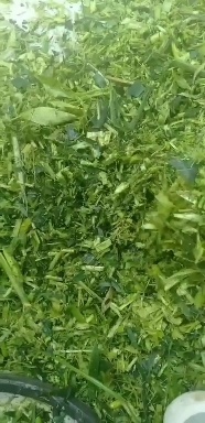 太康县青储草 优惠优惠大量优质青储，省内包送