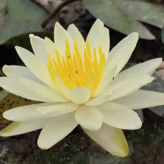 鹿寨县 睡莲