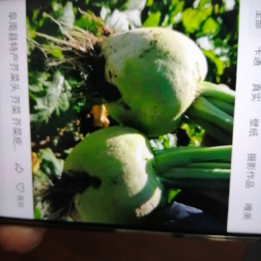 巴林左旗雪里红芥菜  芥菜圪瘩