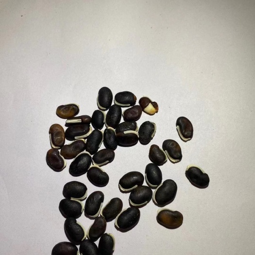 南宁 广西南宁绿化爬藤草种葛藤批发