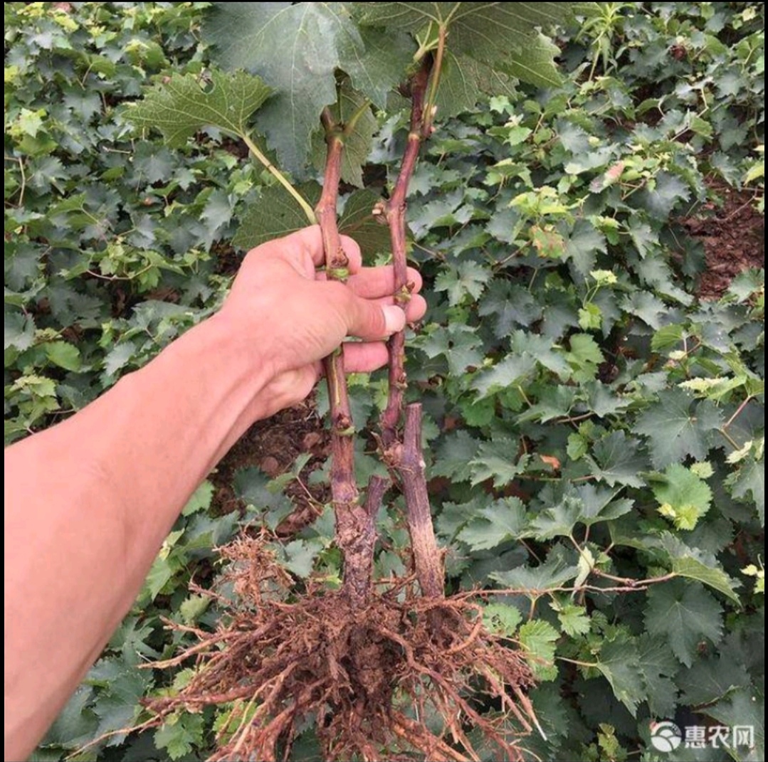 红玫瑰葡萄苗  畅销品种，皮薄肉香，保证质量，量大优惠可以来实地考察签证