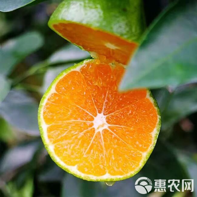 宜昌半高山小叶蜜橘皮薄多汁酸甜爽口无核无渣老少皆宜产地直供