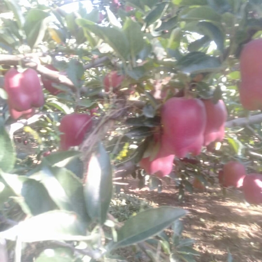 甘谷县 自家种植花牛苹果，海拔高日照时间长，果实甜美，现摘现卖。