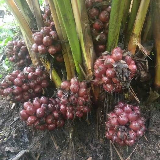 盈江县 草果