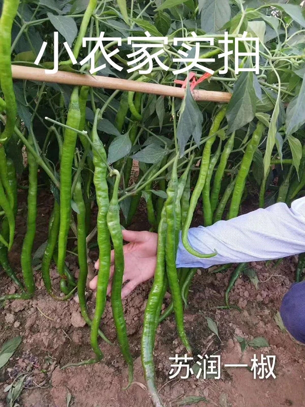 苏润一椒辣椒种子，青果绿色 红果鲜艳 辣味适中商品性好