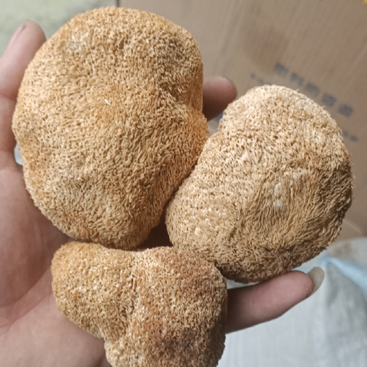 亳州干猴头菇  猴头菇