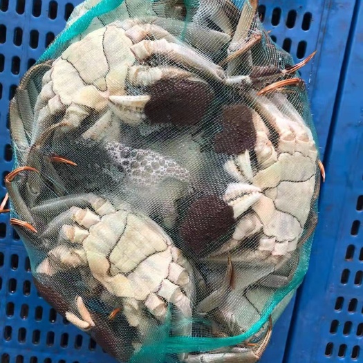 高淳精品红膏大闸蟹