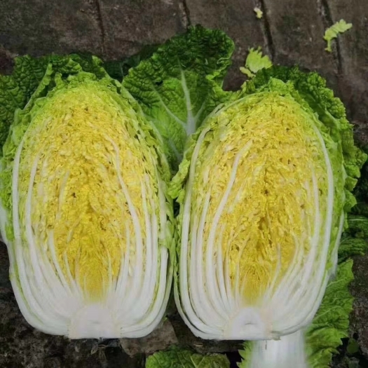 兰陵县黄心大白菜  黄心精品大白菜