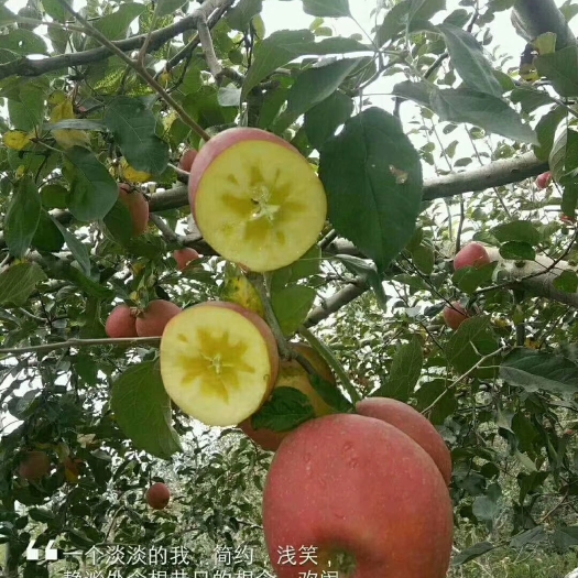 昭通红富士苹果 云南昭通苹果，样貌丑陋，有冰糖心，口感香甜脆