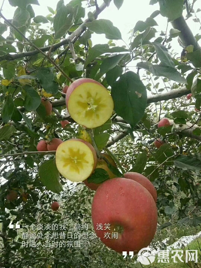 红富士苹果 云南昭通苹果，样貌丑陋，有冰糖心，口感香甜脆