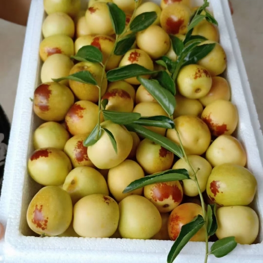大荔县 大量供应冬枣