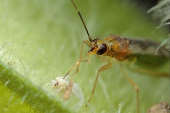 北京生物防治虫 新款烟盲蝽 粉虱 蚜昆虫 果蔬 生物防治大棚天敌