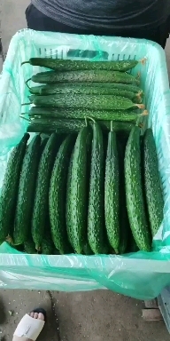 兰陵县 黄瓜，西红柿