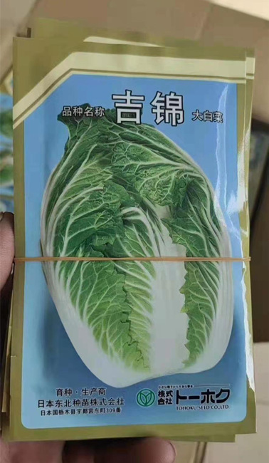 大白菜苗 耐寒黄芯白菜苗 今锦大白菜苗 吉锦白菜苗 越冬早春