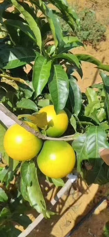 热带G端水果黄晶果苗四季开花结果