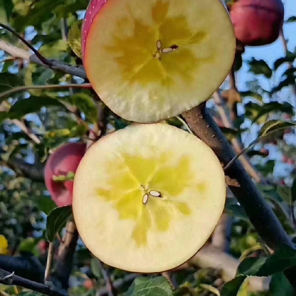 红富士苹果 云南昭通苹果，样貌丑陋，有冰糖心，口感香甜脆